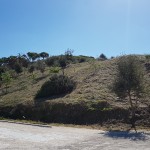 Il risanamento con roverelle e arbusti tipici della macchhia mediterranea impiantati  l'anno scorso nel versante sud